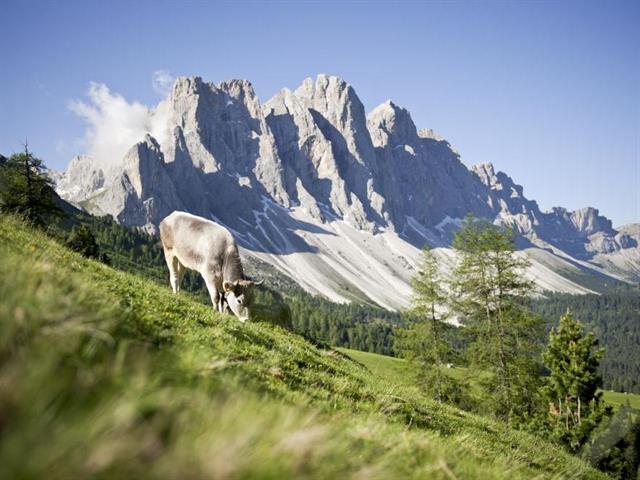 Foto per Slow Food Travel - La razza bovina grigio alpina e il paesaggio culturale